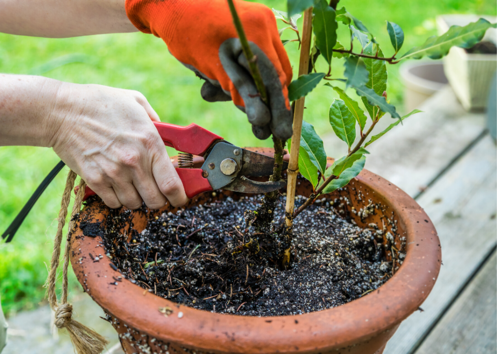 Quarantine outside plants before moving them indoors